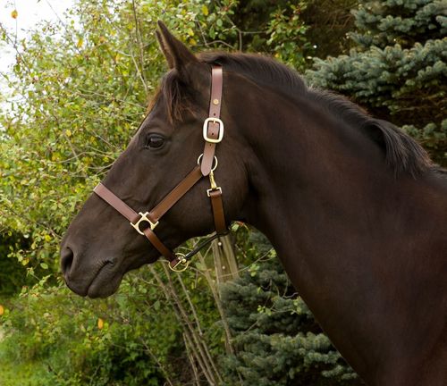 Henri de Rivel Advantage Leather Halter - Australian Nut