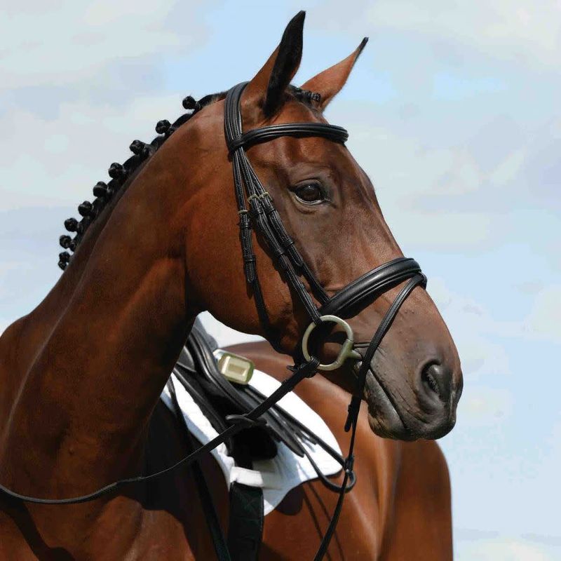 Collegiate Syntovia+ Bridle