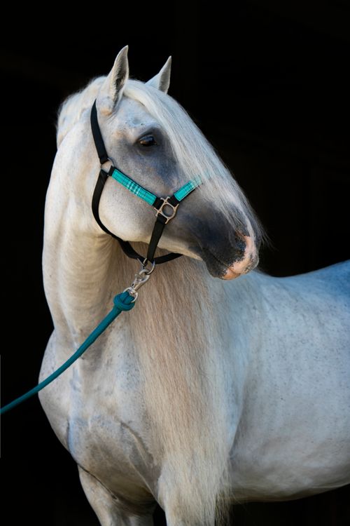 Kensington Premium Breakaway Halter - Atlantis