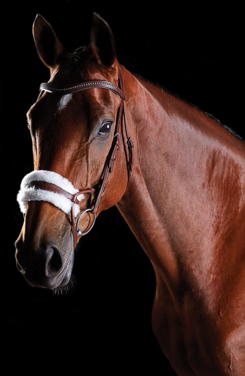 Collegiate Comfitec Sheepskin Bridle - Brown