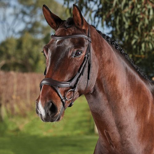 Collegiate Comfitec Vogue Anatomical Bridle - Brown