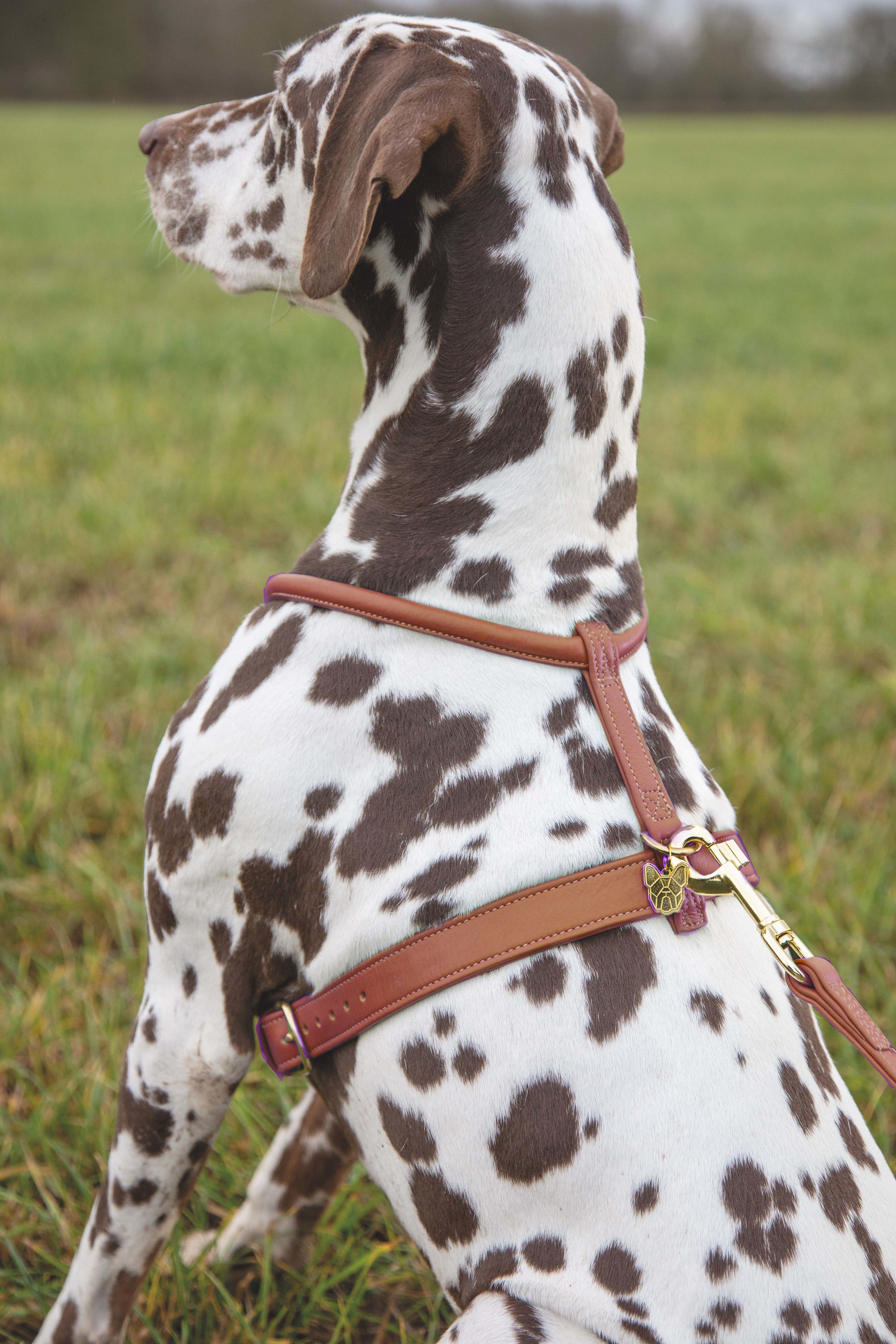 Digby & Fox Rolled Leather Harness - Tan