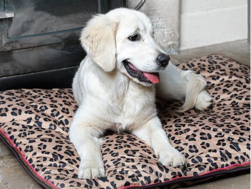 Digby & Fox Waterproof Dog Bed - Leopard