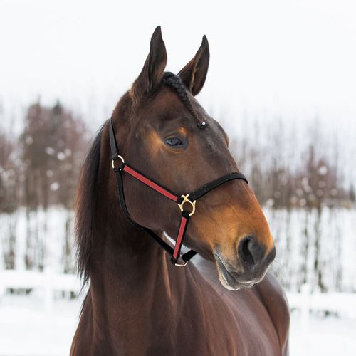 SALE RACK: Finntack Yankee 3/4" Nylon Halter - Large Horse - Black/Red