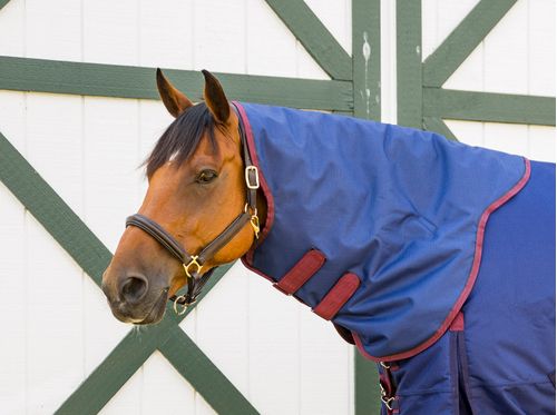 Shires Highlander Plus 300G Neck Cover - Navy