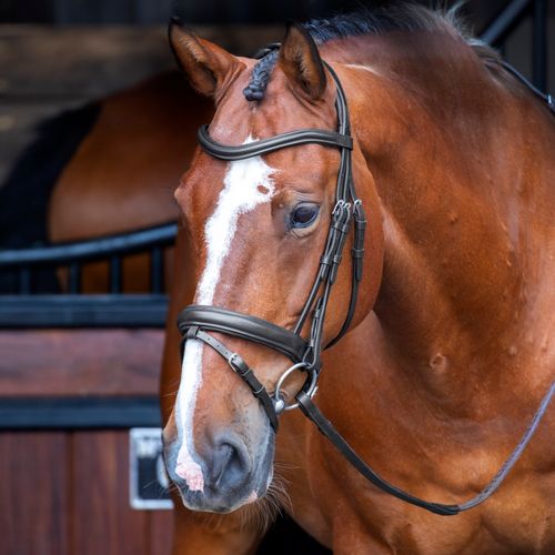 Shires Velociti Rapida Dressage Bridle w/Flash - Black