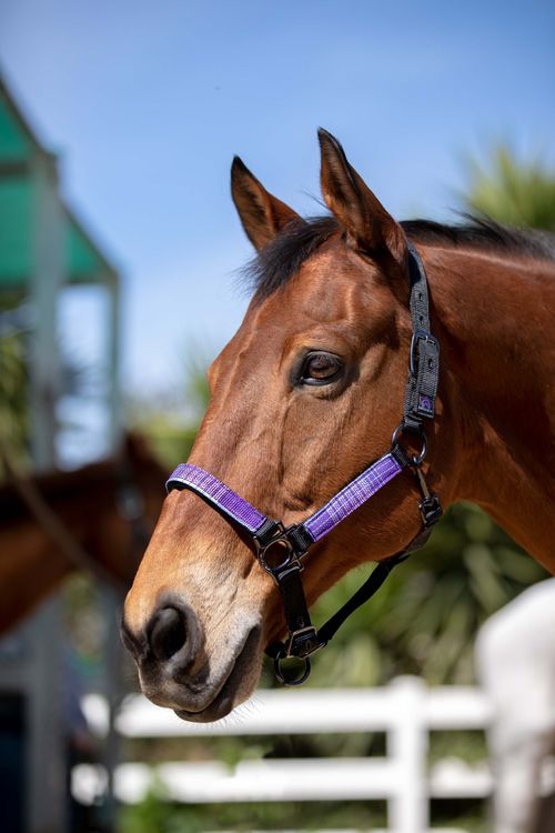 Kensington Premium Nylon Halter - Black/Lavender Mint
