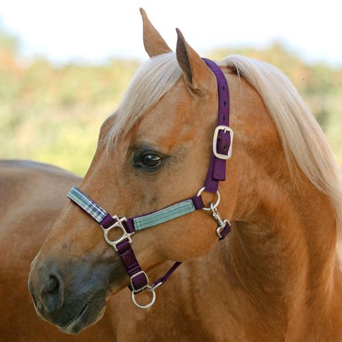 Kensington Premium Nylon Halter - Purple/Imperial Jade