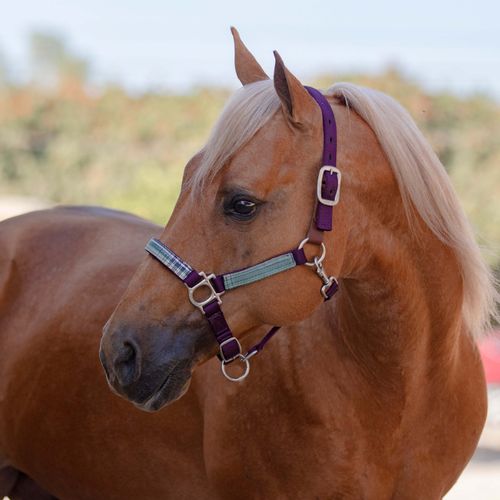 Kensington Premium Breakaway Halter - Imperial Jade/Plum