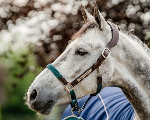 Horseware Signature Braided Halter - Brown/Navy/Hunter Green