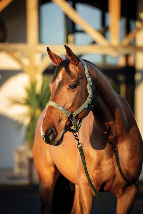 Amigo Headcollar & Leadrope Set - Bramble