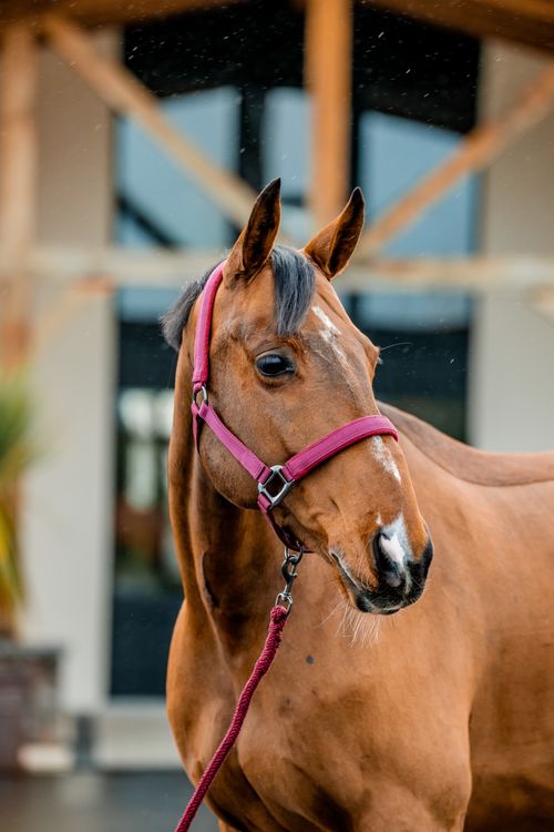 Amigo Headcollar & Leadrope Set - Mulberry