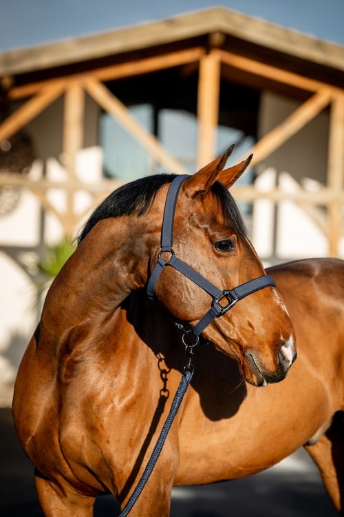 Amigo Headcollar & Leadrope Set - Navy