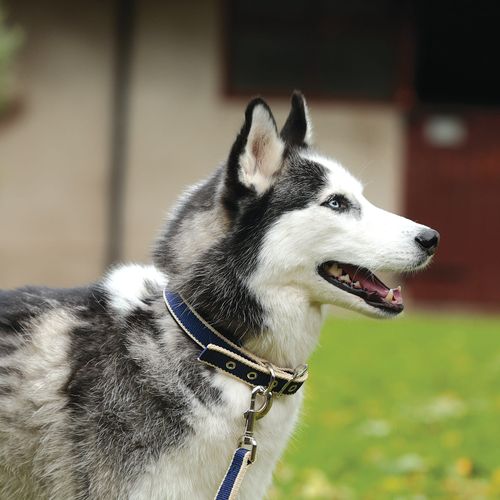 READY TO SHIP: Amigo Dog Collar - X Small - Atlantic Blue/Atlantic Blue/Ivory