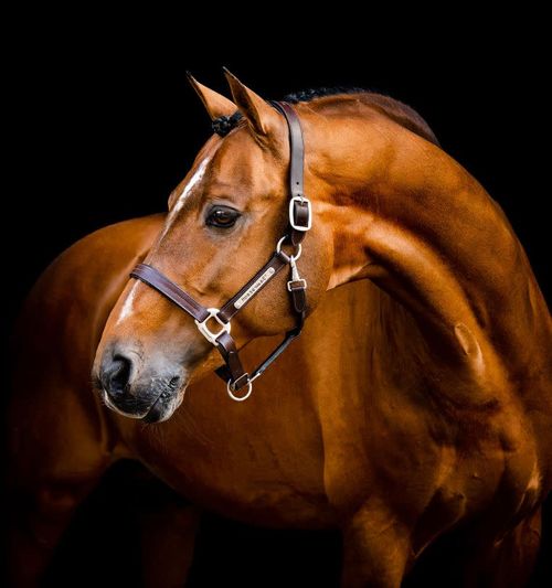 SALE RACK: Horseware Signature Leather Halter - Large Horse - Brown