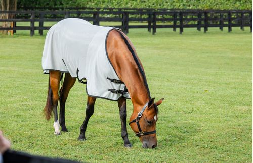 Amigo Stock Horse Bug Rug - Silver/Black