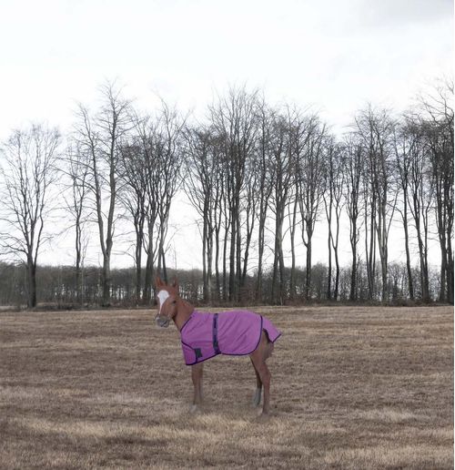 TuffRider 1200D Ripstop Foal Adjustable Turnout Blanket - Purple
