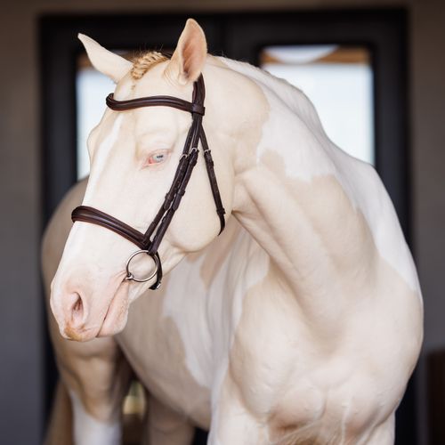 Shires Velociti Lusso Raised Padded Bridle - Havana