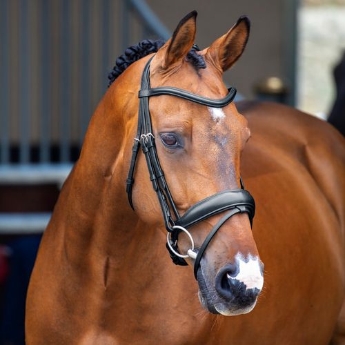 SALE RACK: Shires Velociti Lusso Dressage Flash Bridle - Horse - Black