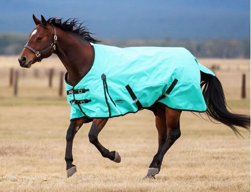 Weatherbeeta Comfitec Original Standard Neck Lite - Turquoise/Black