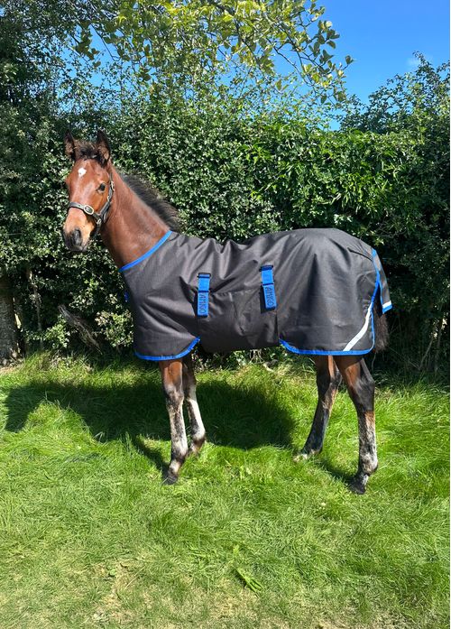 Amigo Ripstop 900D Foal Turnout 200g - Black/Classic Blue