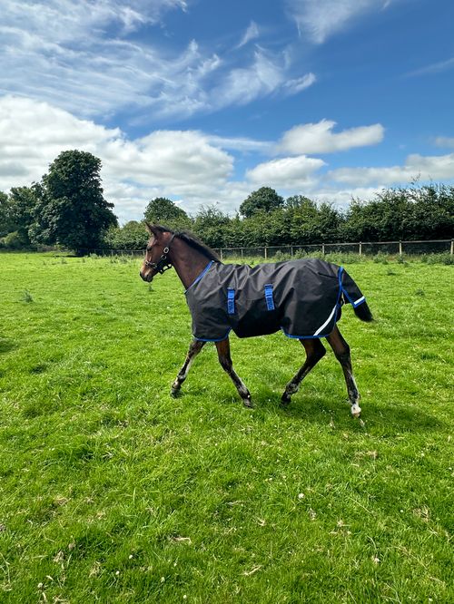 Amigo Ripstop 900D Foal Turnout 50g - Black/Classic Blue