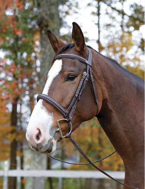 OVERSTOCK: Shires Avignon Ocala Bridle - Pony - Havana