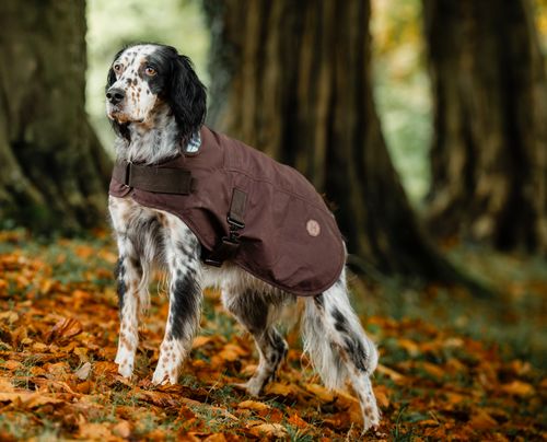 Horseware Newmarket Heritage Dog Coat - Brown/Witney Navy