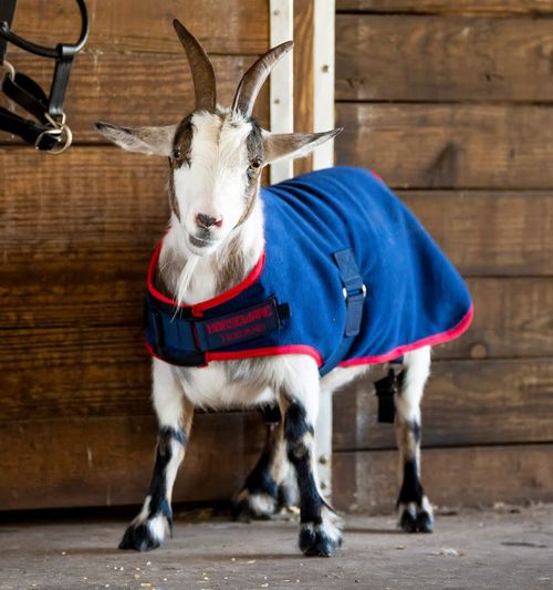 Horseware Goat Fleece - Navy/Red
