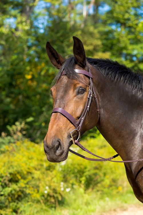 BARN BUSTER: Shires Avignon Middleburg Bridle - Large Horse - Havana