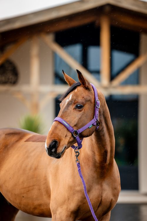 OVERSTOCK: Amigo Headcollar & Leadrope Set - Horse - Winterberry