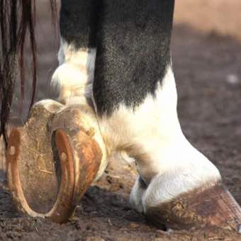 Kawell Copper Horse Shoes Kawell Copper Horse Shoes