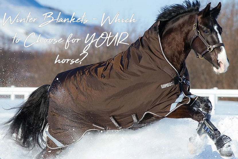 Blanket Guide - The best blanket for your horse